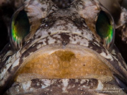 Daddy's Got a Mouthful: a Dusky Jawfish (Opistognathus wh... by Jade Hoksbergen 